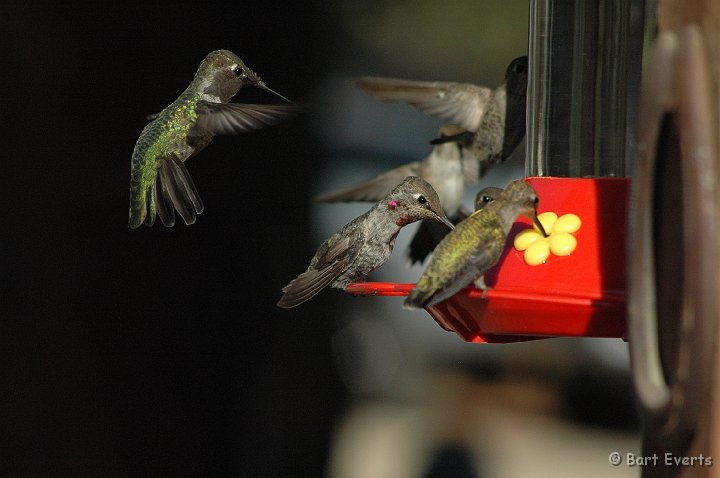 DSC_1188.JPG - Anna's Hummingbirds